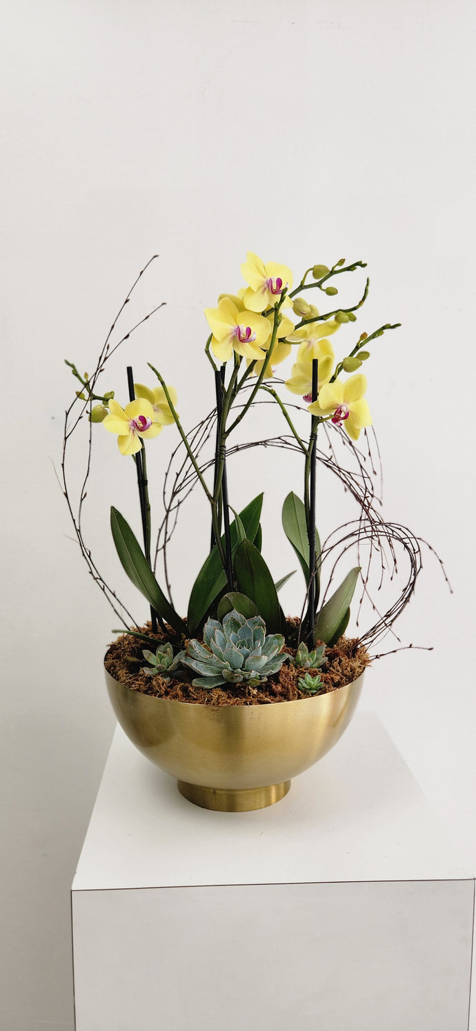 Planter de Orquidea