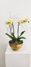 Cargar imagen en el visor de la galería, Planter de Orquidea
