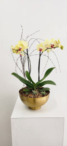 Planter de Orquidea
